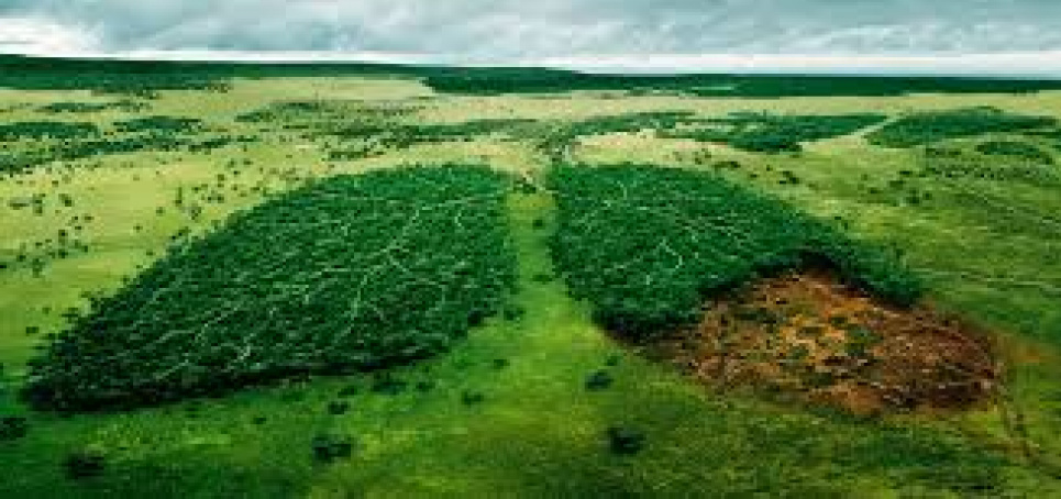 Украиной прокатилась волна экологических преступлений Фото иллюстративное