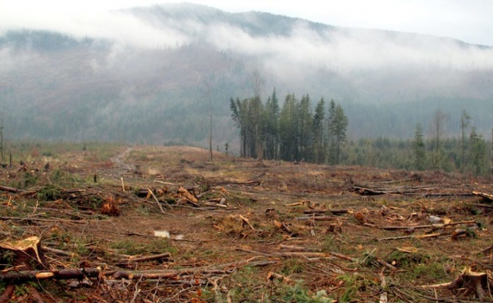 Екологи б'ють на сполох: прикриваючись карантином спритні бізнесмени та політики калічать природу