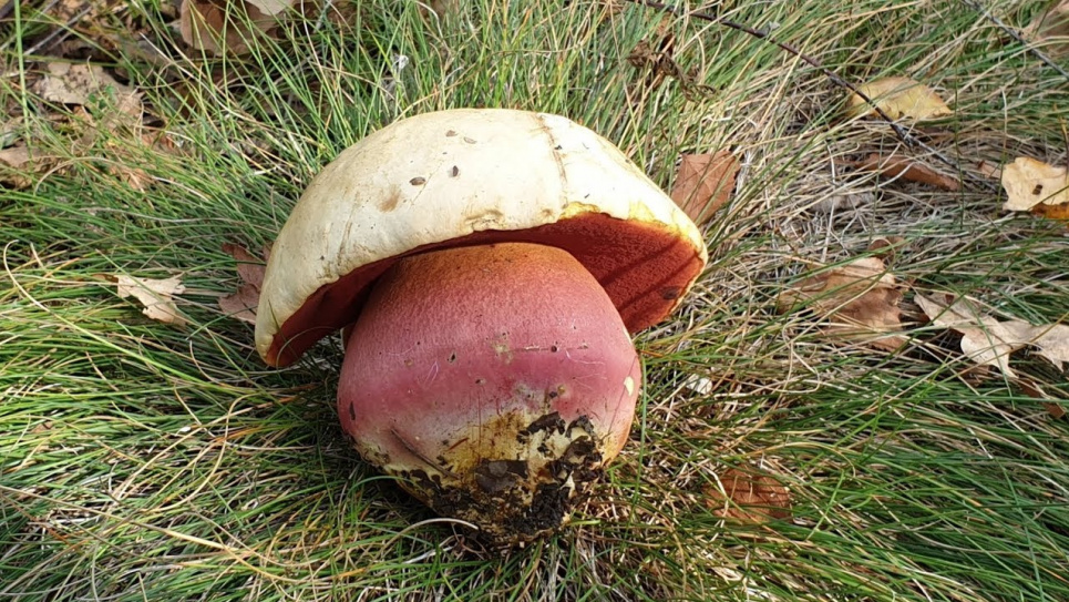 В лісі знайшли гриб гігант (фото)