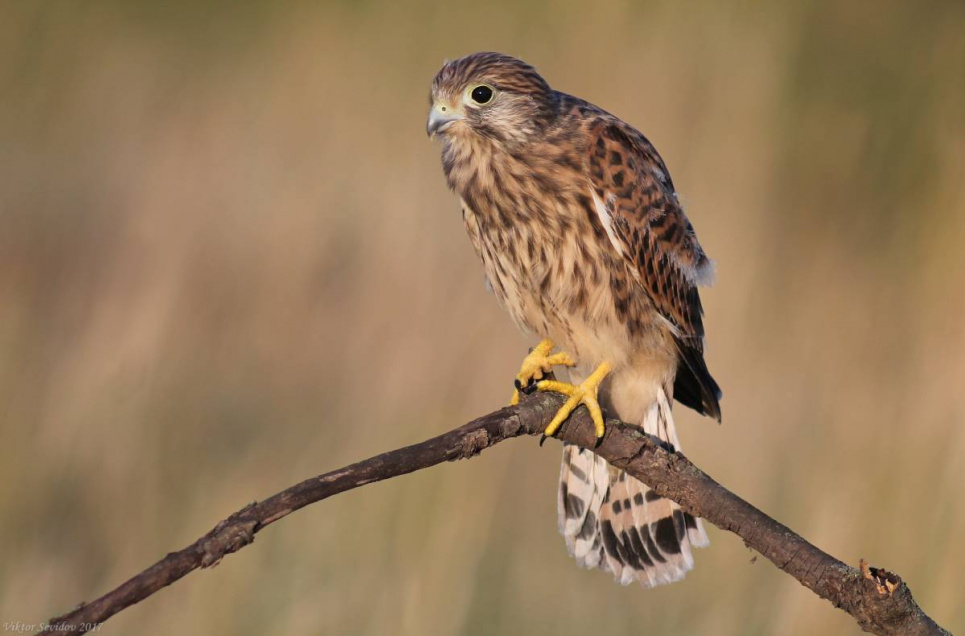 У Чорнобильській зоні врятували боривітра (фото) Фото ілюстративне