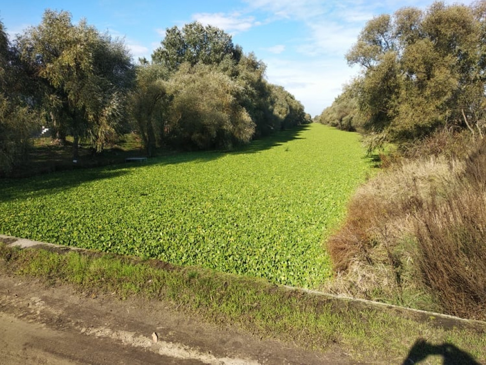 Водяний салат вбиває річки України: екологи говорять про нашестя рослини з іншого континенту (фото) Всі фото: Фейсбук Володимира Триліса