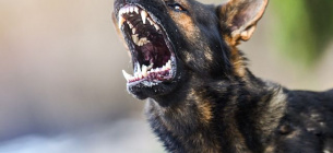 Зграя диких собак тримає у страху все село на Запоріжжі 