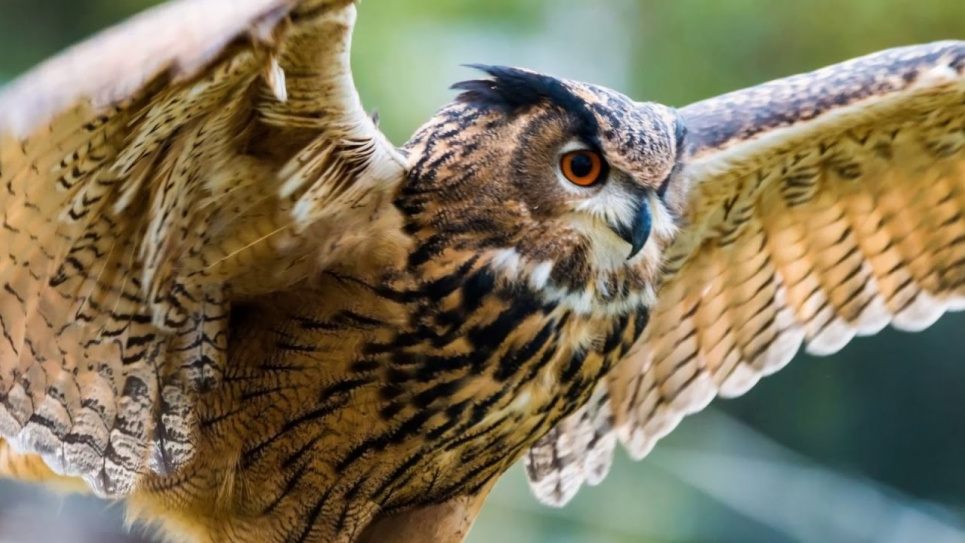 У Яремче катують червонокнижних птахів (фото) Фото ілюстративне