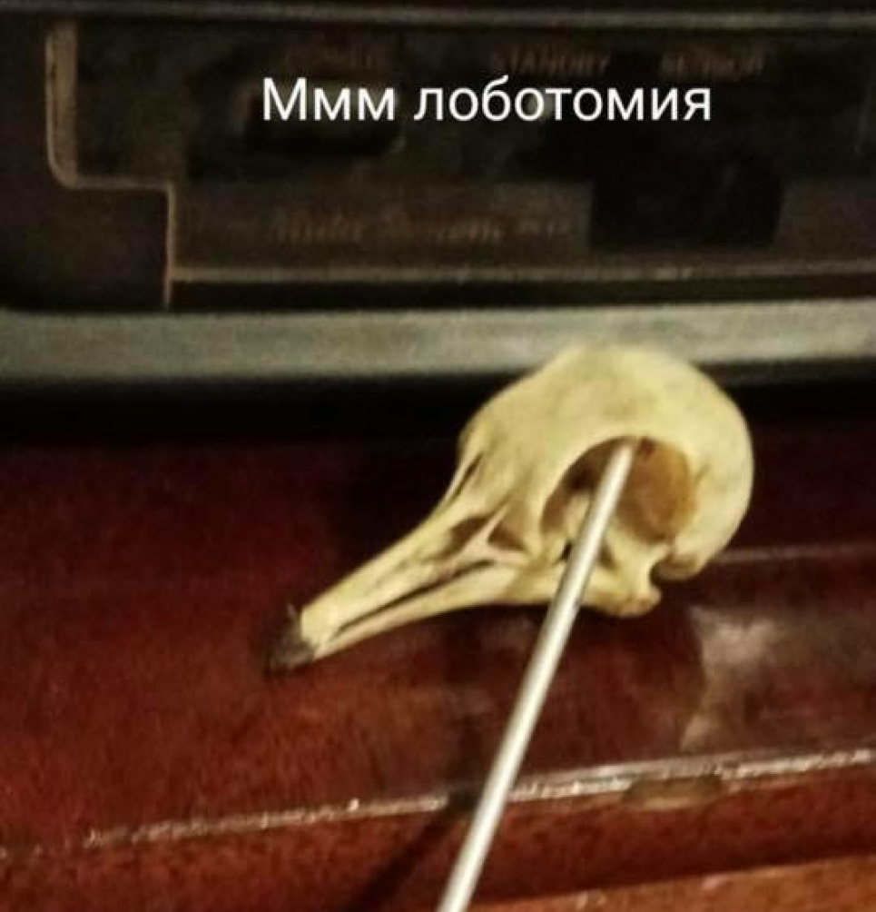 Школярка-шкуродерка продовжує викладати фото з відрізаними головами воронів (фото 18+)