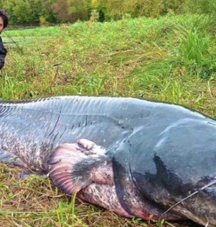 У Вознесенську виловили 129 кілограмову рибину, довжиною вище людського зросту (фото) Фото ілюстративне