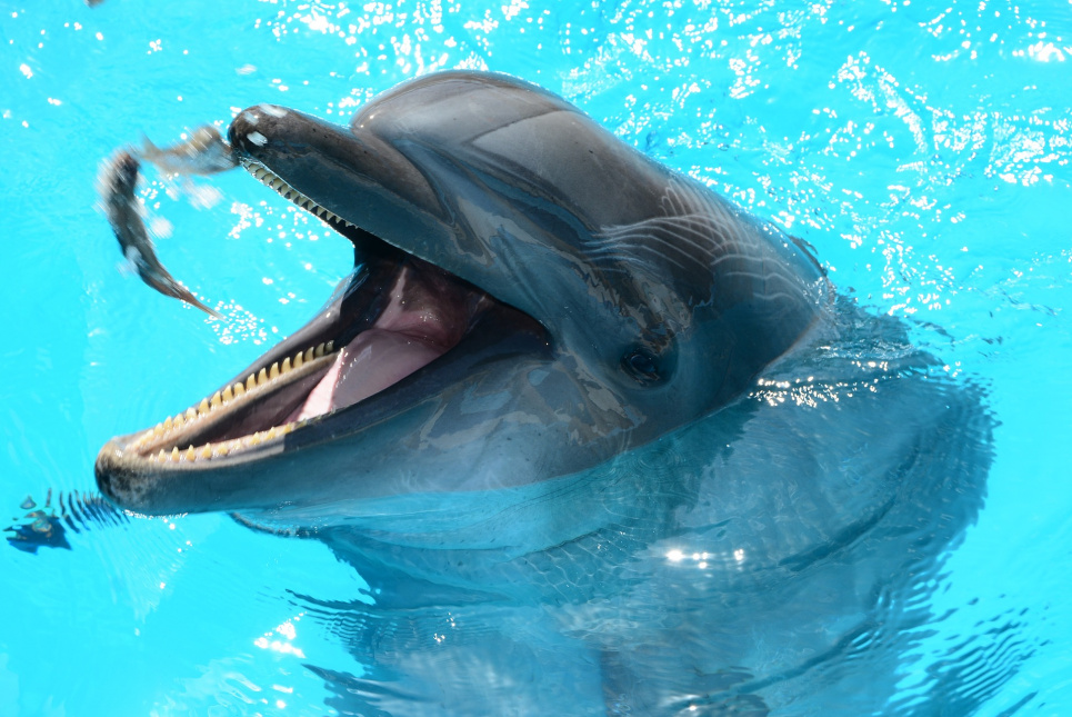Почему дельфины не смеются Image by John Alvarez from Pixabay