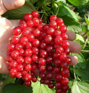 Не викидайте кавову гущу: це цінне добриво для смородини Фото: seeds