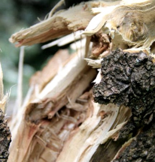 Екологічні злочини на Черкащині