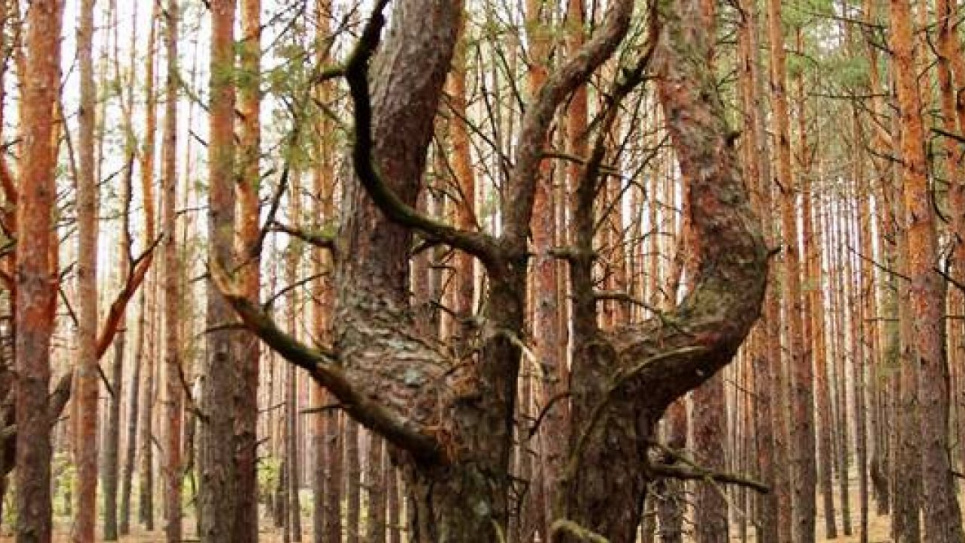 У Чорнобильському заповіднику показали незвичайне дерево (фото) Фото ілюстративне зі сторінки Чорнобильського радіаційно-екологічного біосферного заповідника