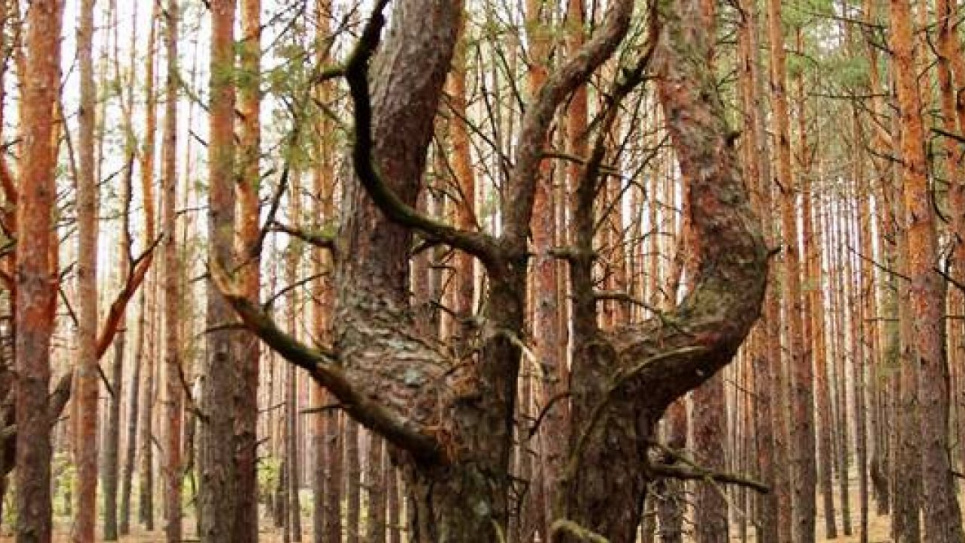 Фото ілюстративне зі сторінки Чорнобильського радіаційно-екологічного біосферного заповідника