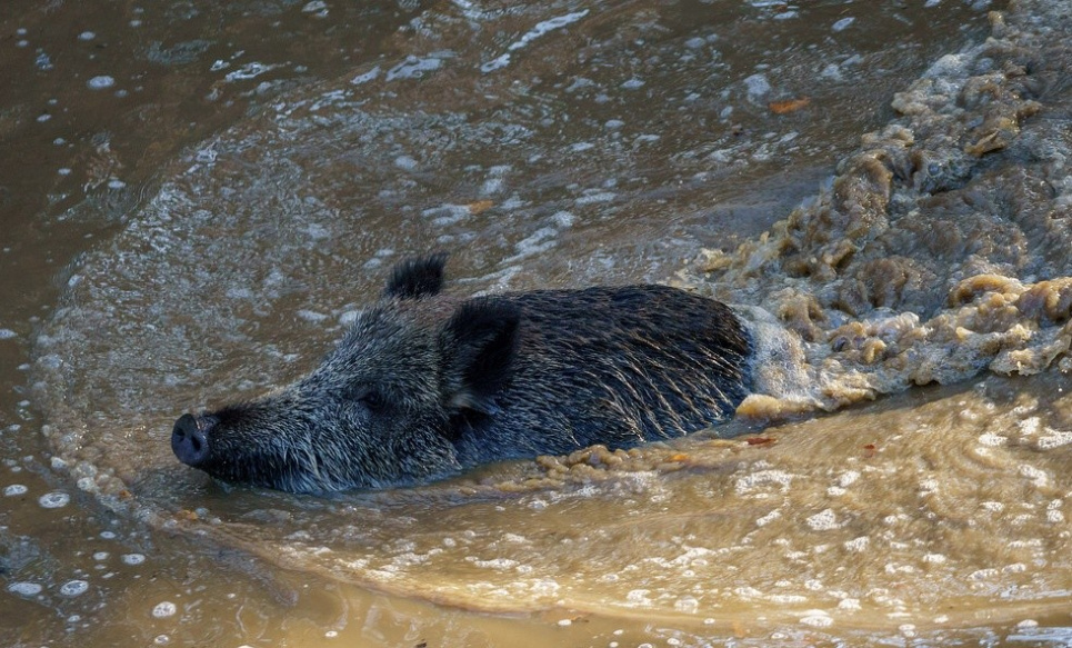 Під Луцьком дикий кабан мандрує річкою на плоті (фото)