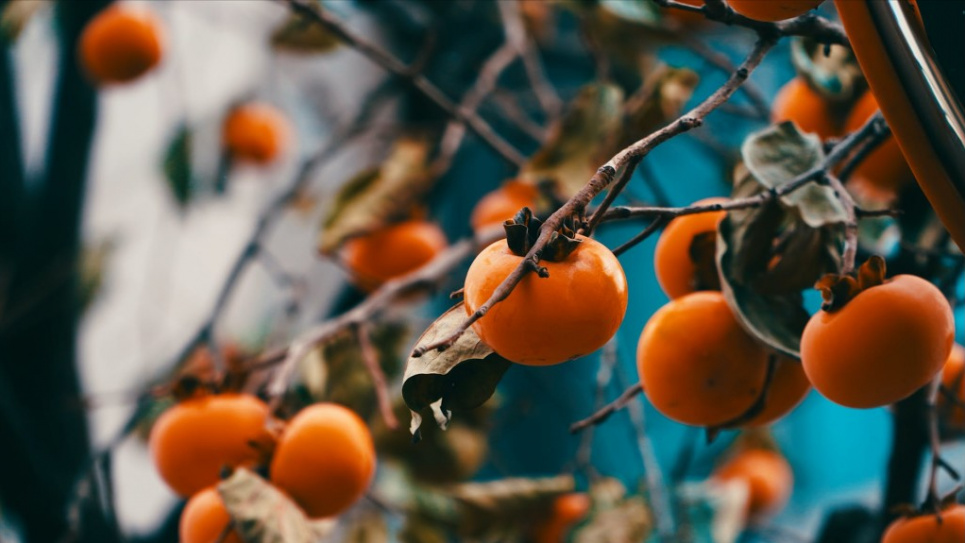 Дожди в Испании повредили более 20 тыс. га садов, овощных полей и теплиц