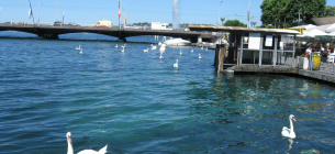 Лебеді на Женевському озері. Фото Олега Листопада