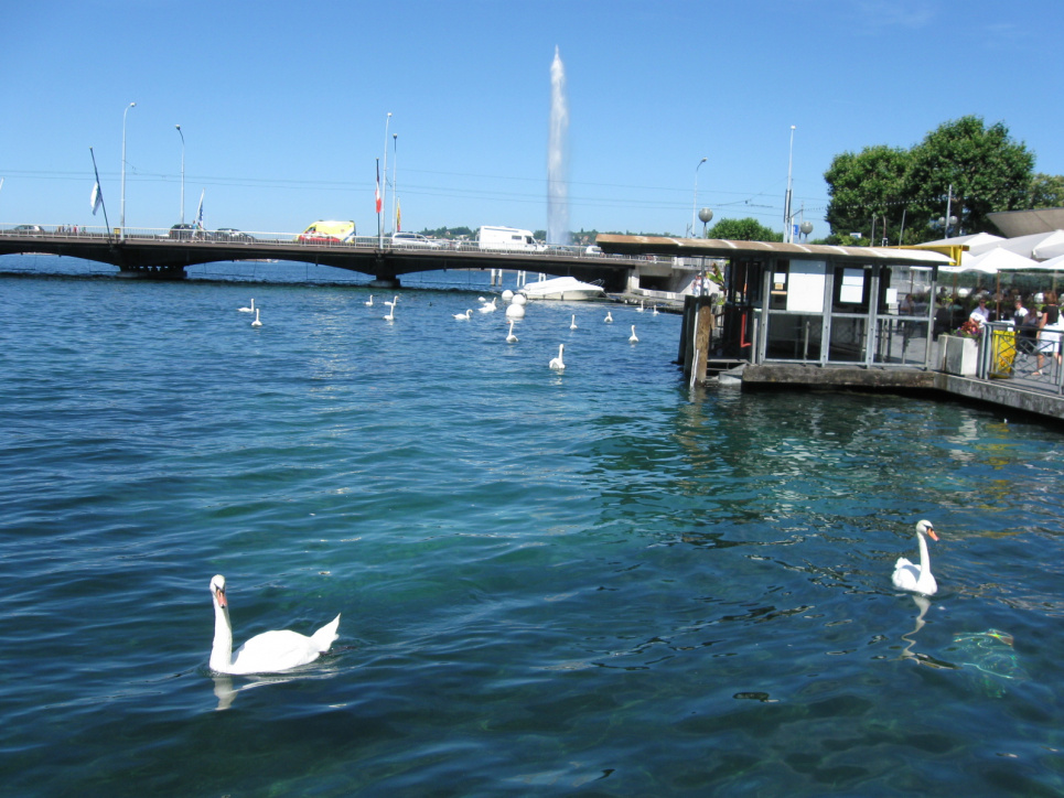 Триста мільярдів євро: екоподатки у Європі — види, обсяги, приклади Лебеді на Женевському озері. Фото Олега Листопада