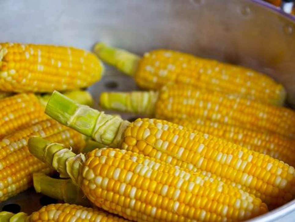 На Сумщине у фермера украли урожай кукурузы