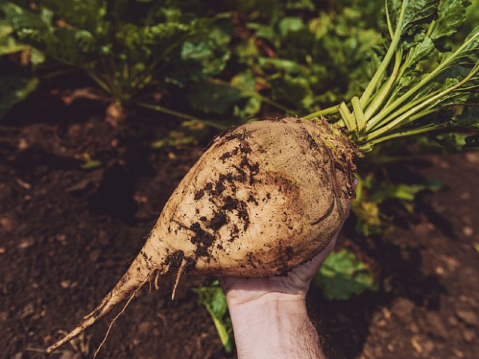 Європейці виготовлятимуть папір з цукрового буряка