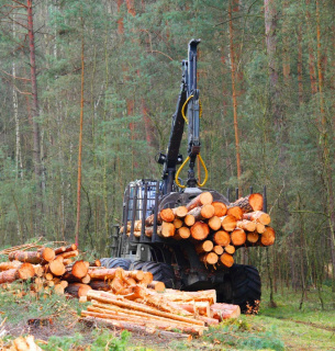 В Україні незаконно нарубали лісу на більше, ніж 200 мільйонів гривень Фото: Facebook-сторінка ДЕІ