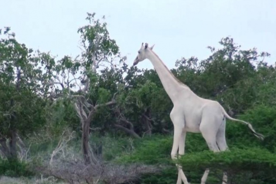 На останню білу жирафу наділи GPS