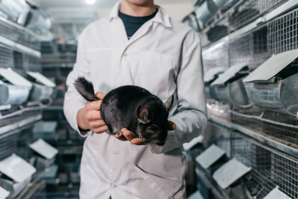 Більше половини українців підтримують заборону шкуродерень Фото ілюстративне