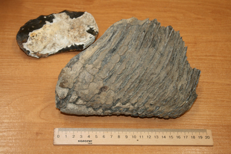 На Рівненщині селянин знайшов артефакт, якому понад 40 тисяч років (фото)