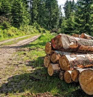 Звідки дрівця? На Вінниччині незаконно нарубали дерев на мільйони Фото: Facebook-сторінка Андрія Мальованого