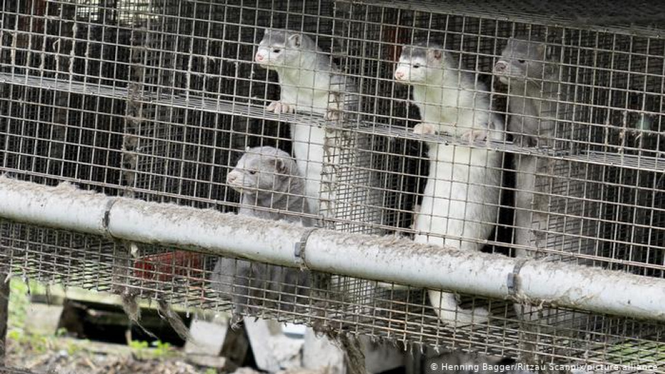 У Польщі знайшли новий тип короновірусу серед норок