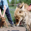 Фото: ОО UAnimals