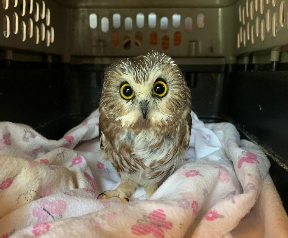 На волю випустили сову-мандрівницю, яку знайшли на різдвяній ялинці (відео, фото)