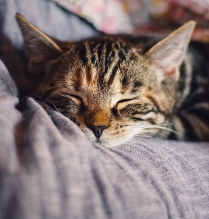 Придумали алгоритм, що розшифровує нявкання котів pixabay