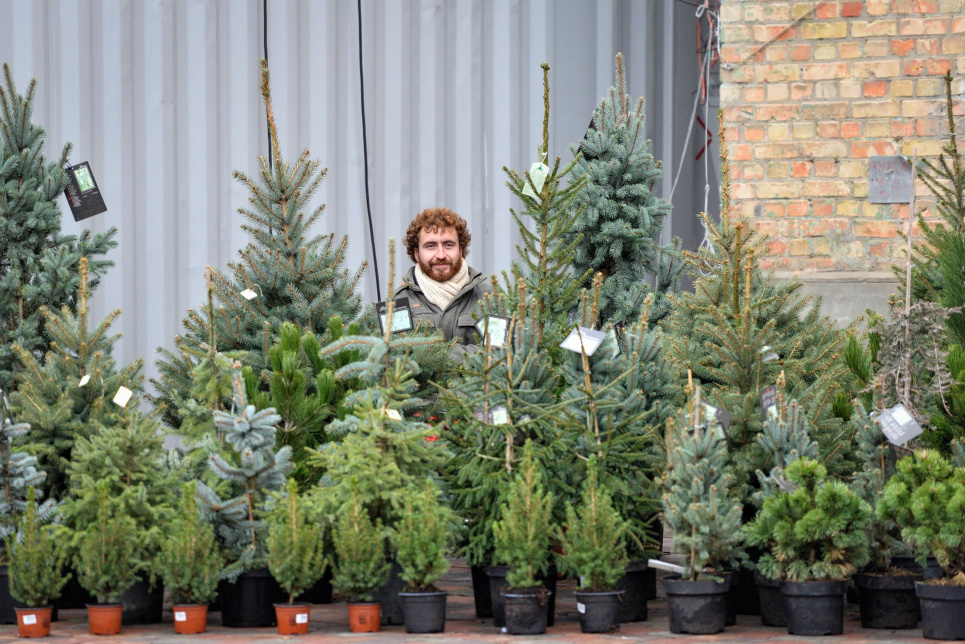 Скільки доведеться віддати грошей за святкову ялинку українцю