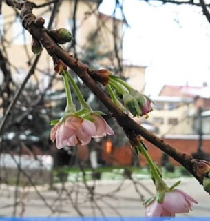 На Закарпатті дерево оголосило весну і зацвіло (відео)