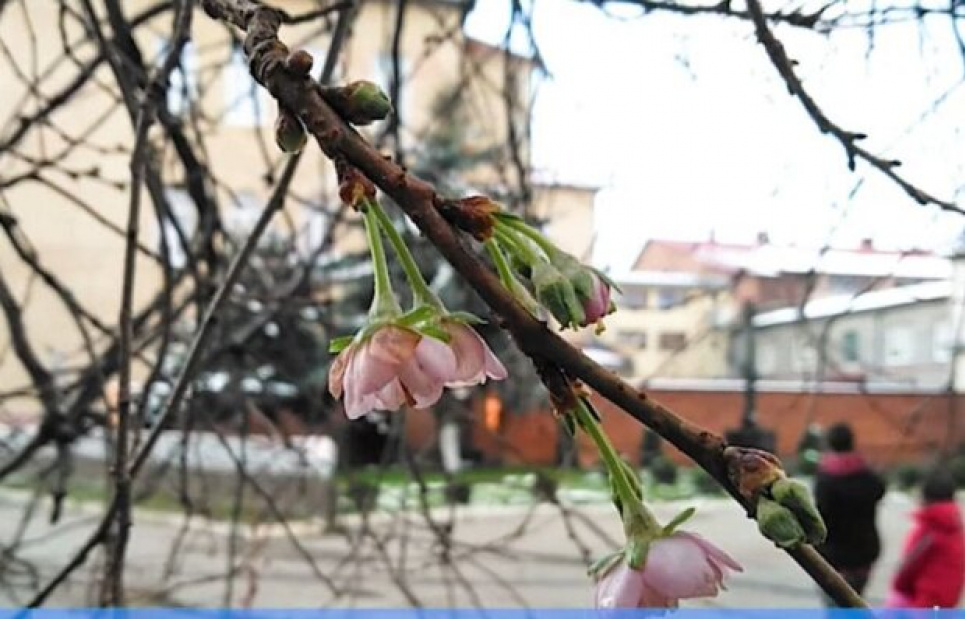 На Закарпатье дерево объявило весну и зацвело (видео)