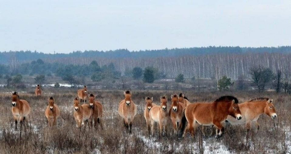 У Чорнобильському заповіднику страшною смертю загинули коні (фото 18+) Фото: Чорнобильській радіаційно-екологічний біосферний заповідник