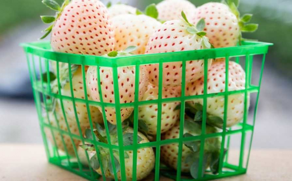 В США анонсировали продажу белого сорта земляники