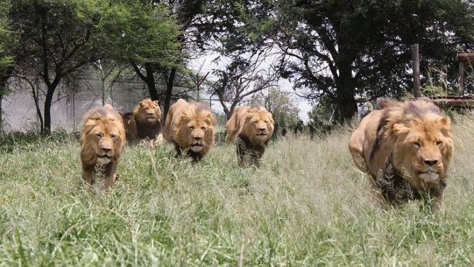 У кількох левів у зоопарку знайшли COVID-19