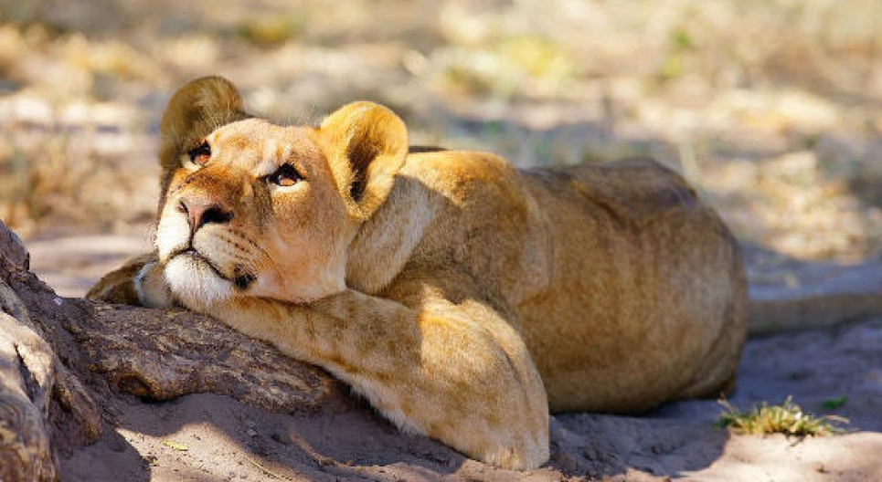 Левеня, яке "працювало" у нічних клубах Одеси, летить до савани (відео) Фото ілюстративне