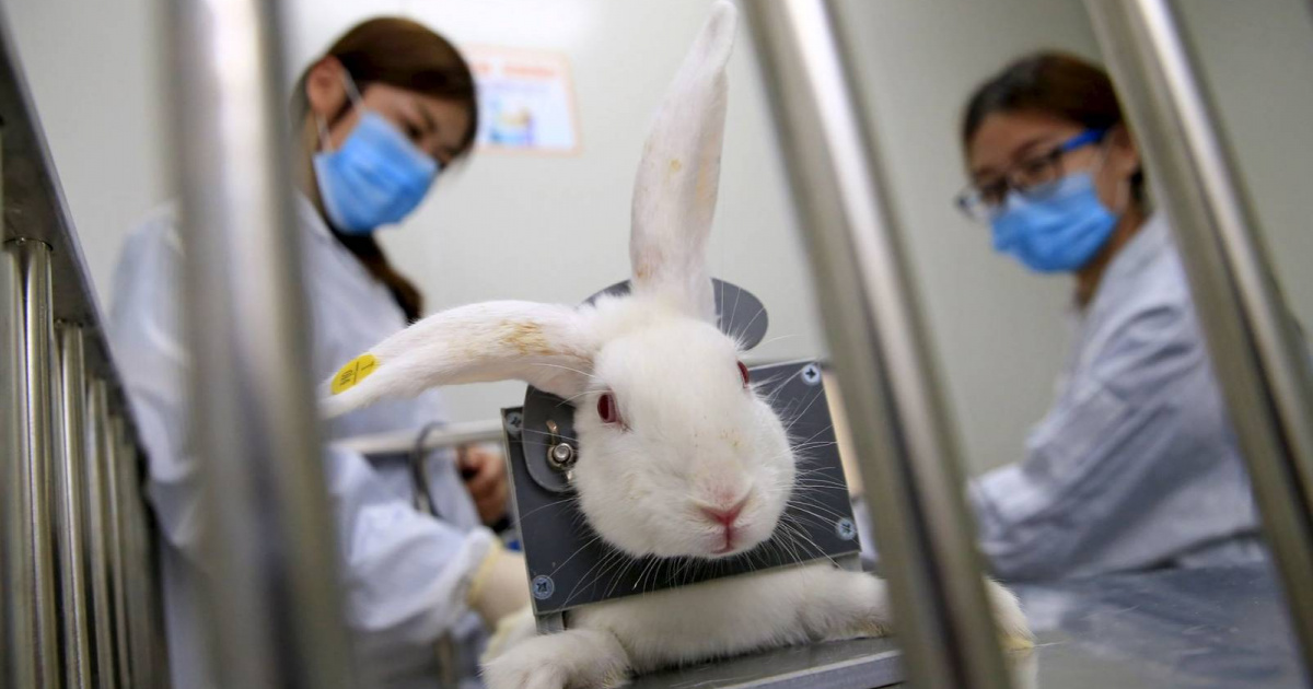 Опіки стравоходу й осліплі очі як тестують ліки й косметику на