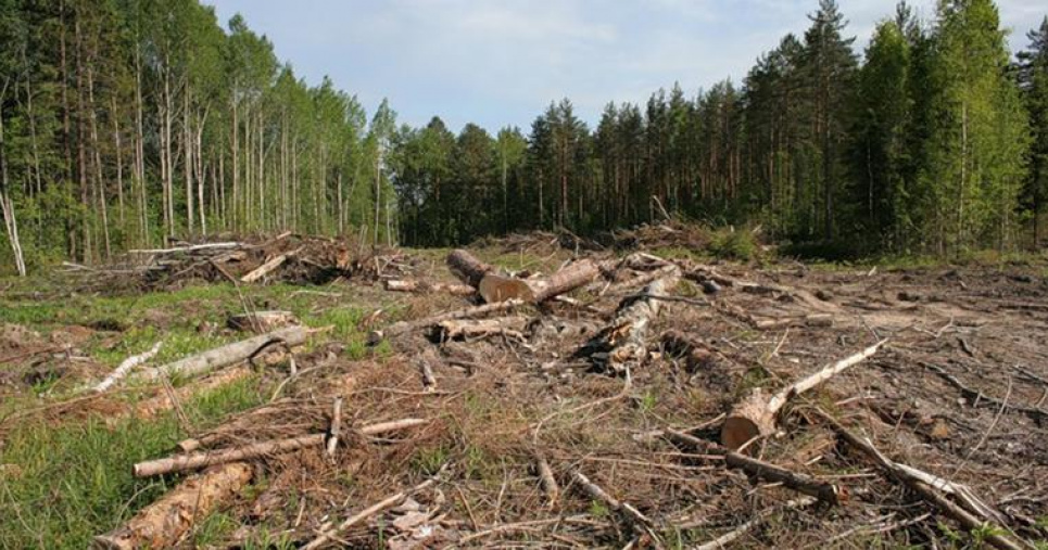 З початку року українці незаконно нарубали на 304 млн гривень