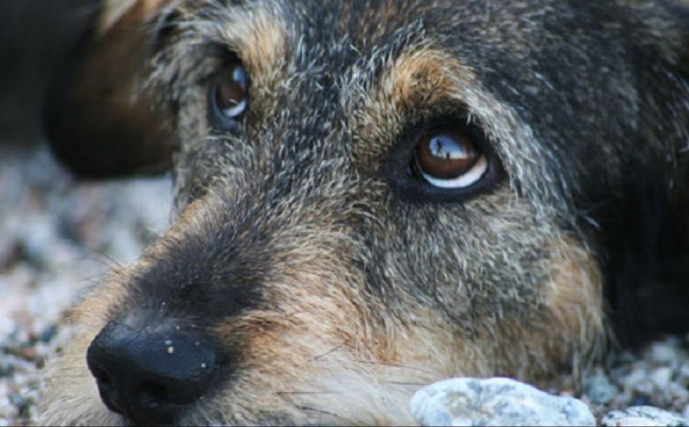 У Кривому Розі натовп підлітків жорстоко вбив собаку (фото) Фото ілюстративне