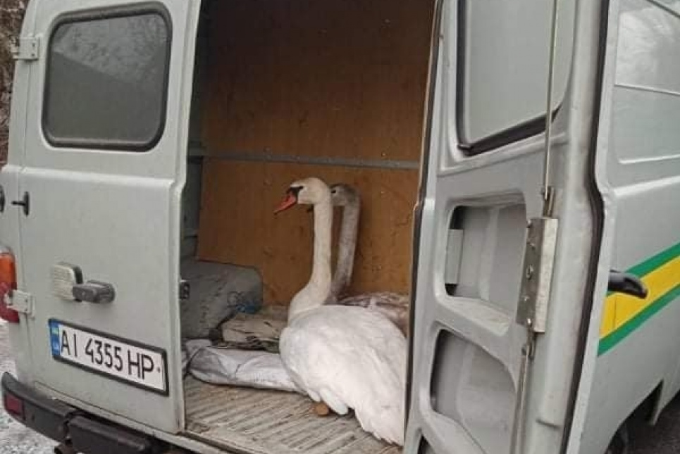 У Чорнобилі врятували від смерті лебедів (фото) Фото: Чорнобильський радіаційно-екологічний біосферний заповідник