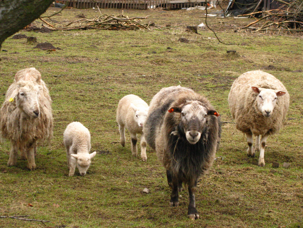 Банда овець та кіз на чолі з бараном брала штурмом мерію (відео)
