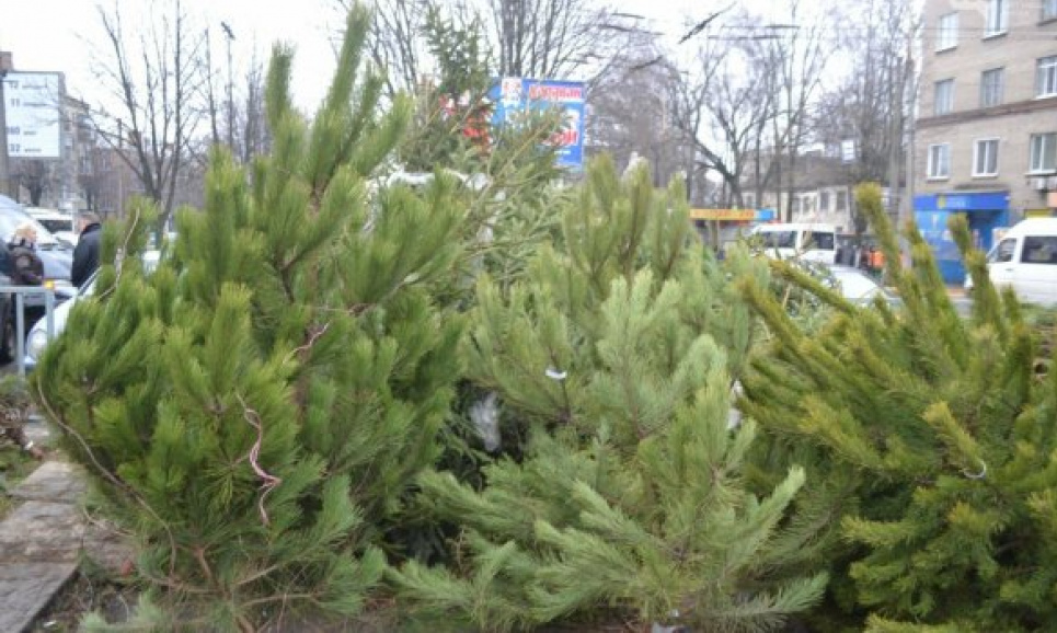 В Києві демонтують 50 точок незаконного продажу ялинок