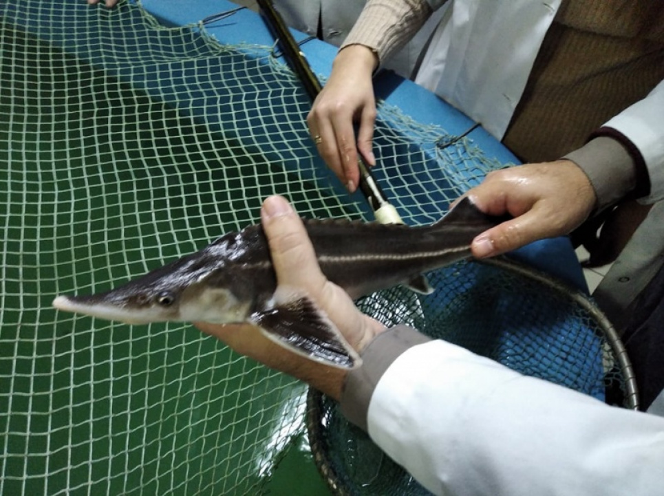 На Буковині науковці вирощують три види рідкісної риби за допомогою «зеленої» енергії