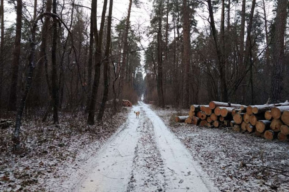 Під Києвом знищують ліси, яким понад 200 років  Фото: Українська природоохоронна група