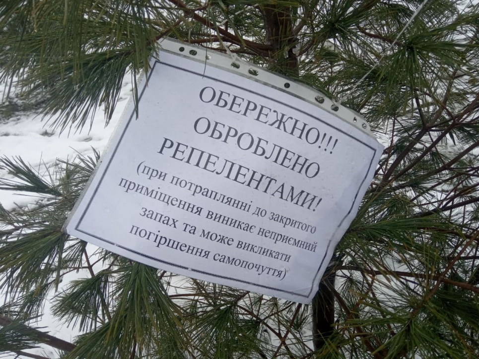 Де в Україні можна придбати легальну ялинку та як у цьому допоможуть Google-карти