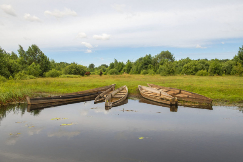 Украинское Полесье. Фото с сайта https://savepolesia.org/(© Daniel Rosengren / FZS)