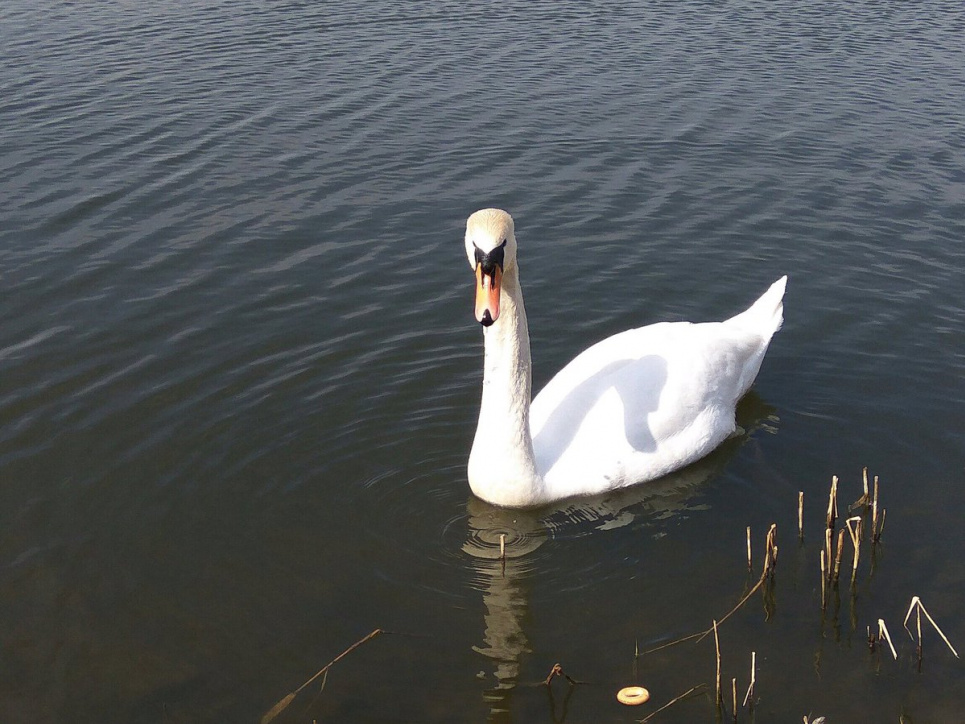 Целофановий пакет заледве не вбив лебедя Фото ілюстративне