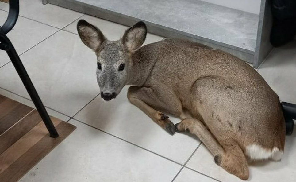 У Житомирі жінка врятувала козуленя, яке заблукало між коліями вокзалу (відео) Фото: Суспільне Житомир