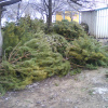 Елки