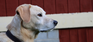На Луганщині чоловік повісив свою собаку, «бо набридла»